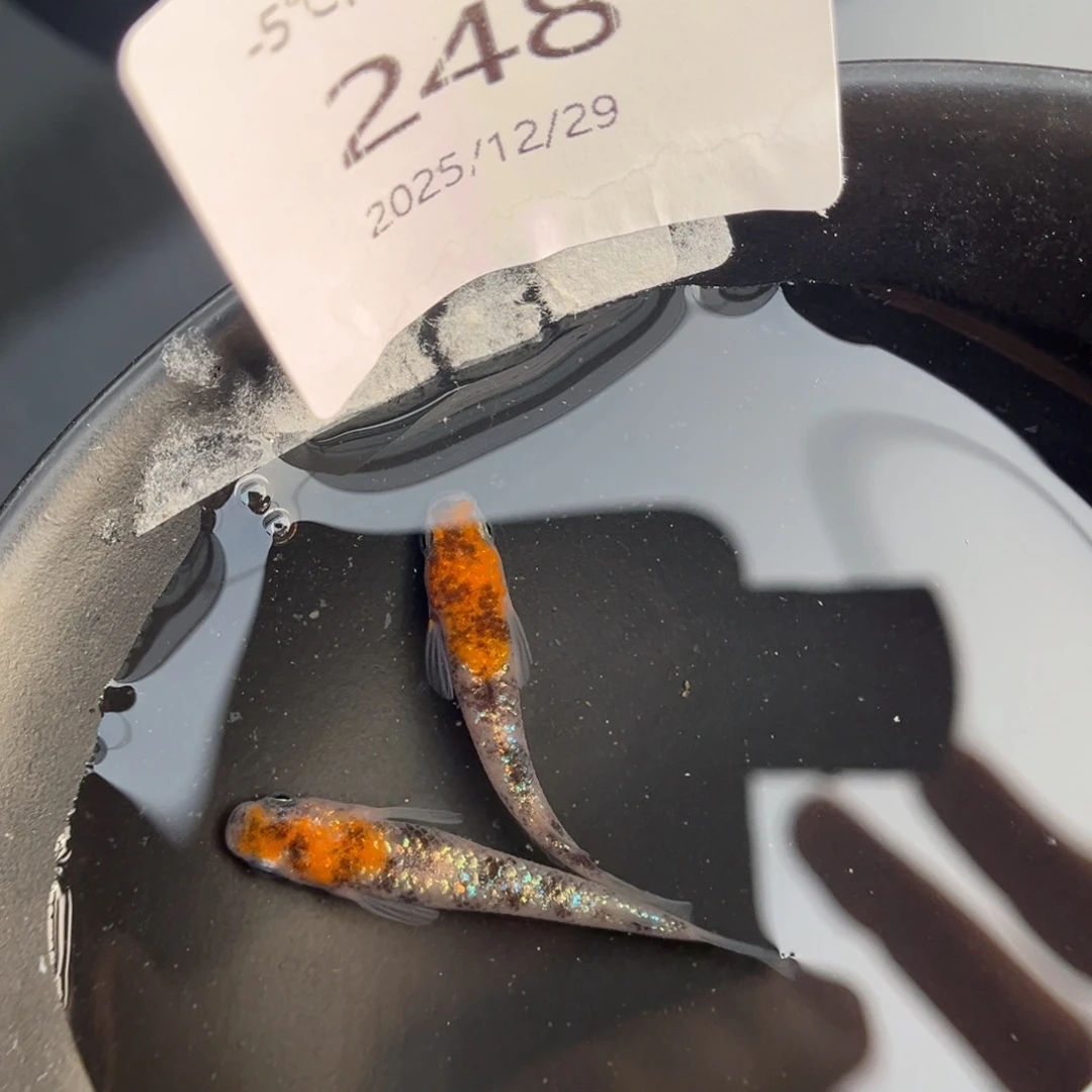 青鳉鱼248星田蓝宝石一对