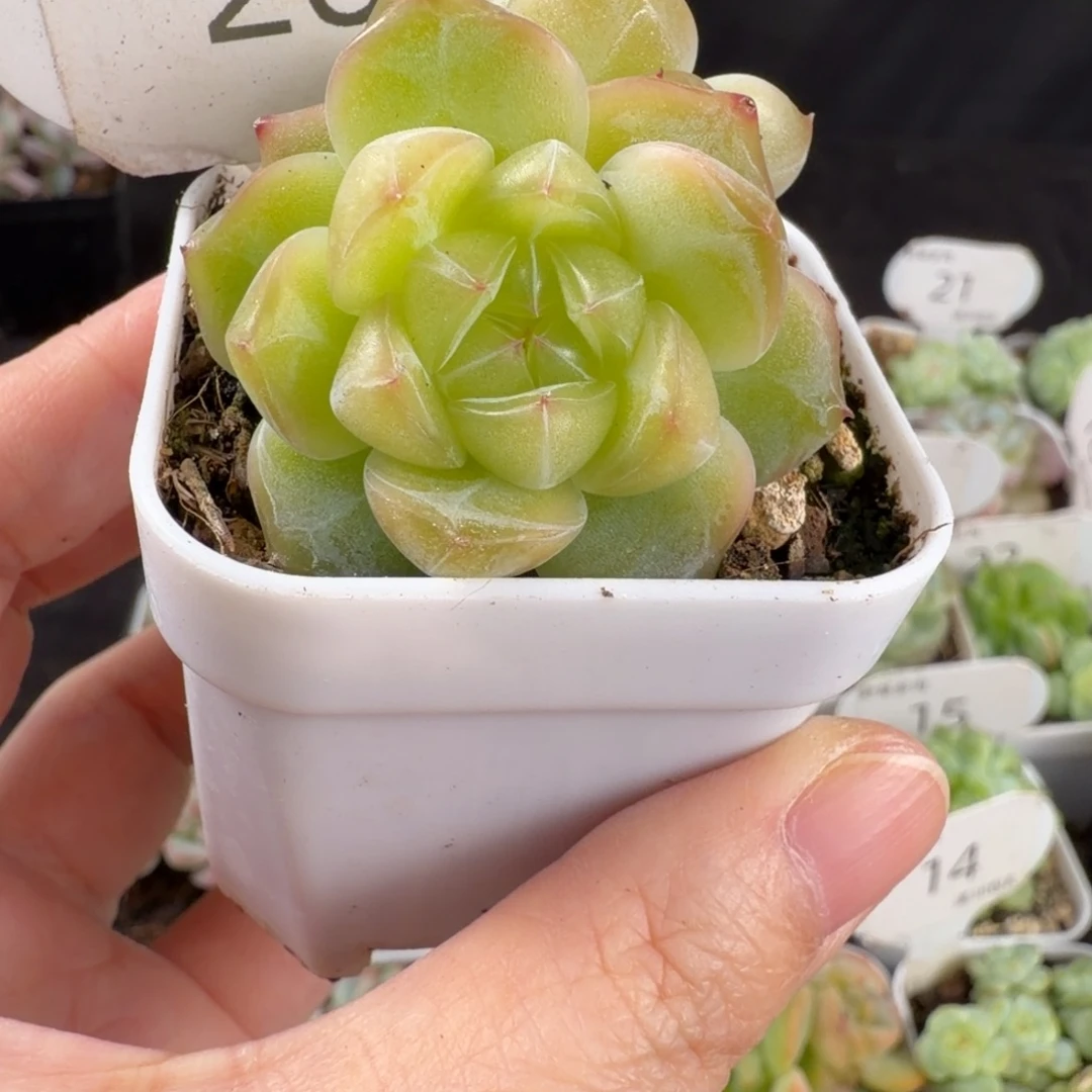 珍妮双头福利26号