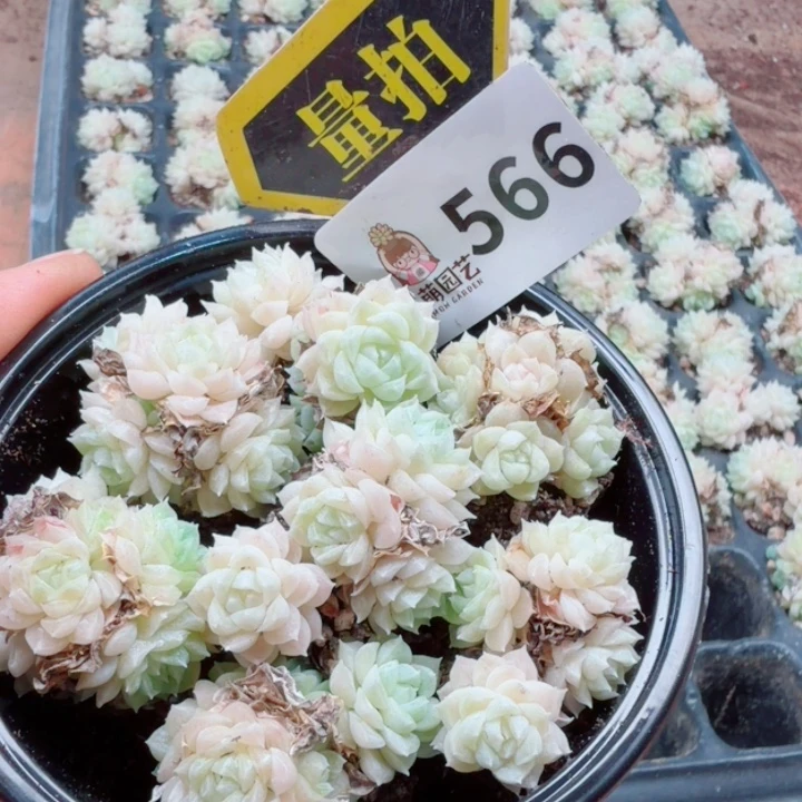 多肉植物多肉植物