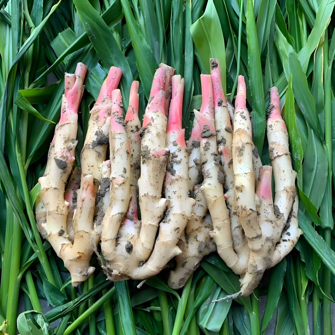 A山东嫩姜现挖新鲜嫩姜仔姜新鲜子姜姜芽红芽生姜黄姜糖醋泡批发