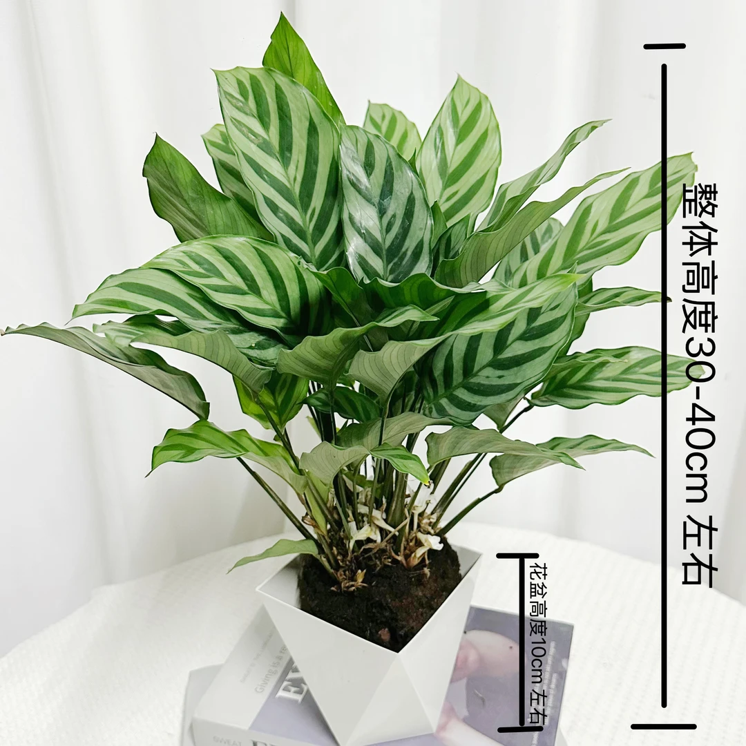 翠叶竹芋30-40cm室内客厅办公桌绿色美观绿植盆栽