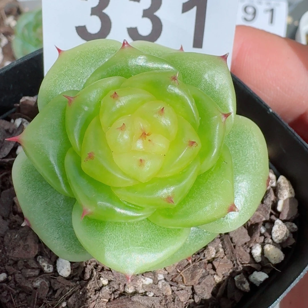 宝拉珍妮            精美多肉植物