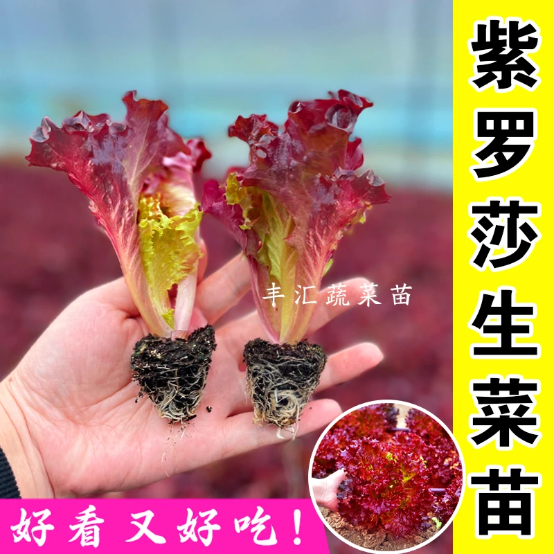 紫罗莎种子生菜苗秧苗带土根红皱盆栽紫叶生菜油麦菜意大利生菜苗