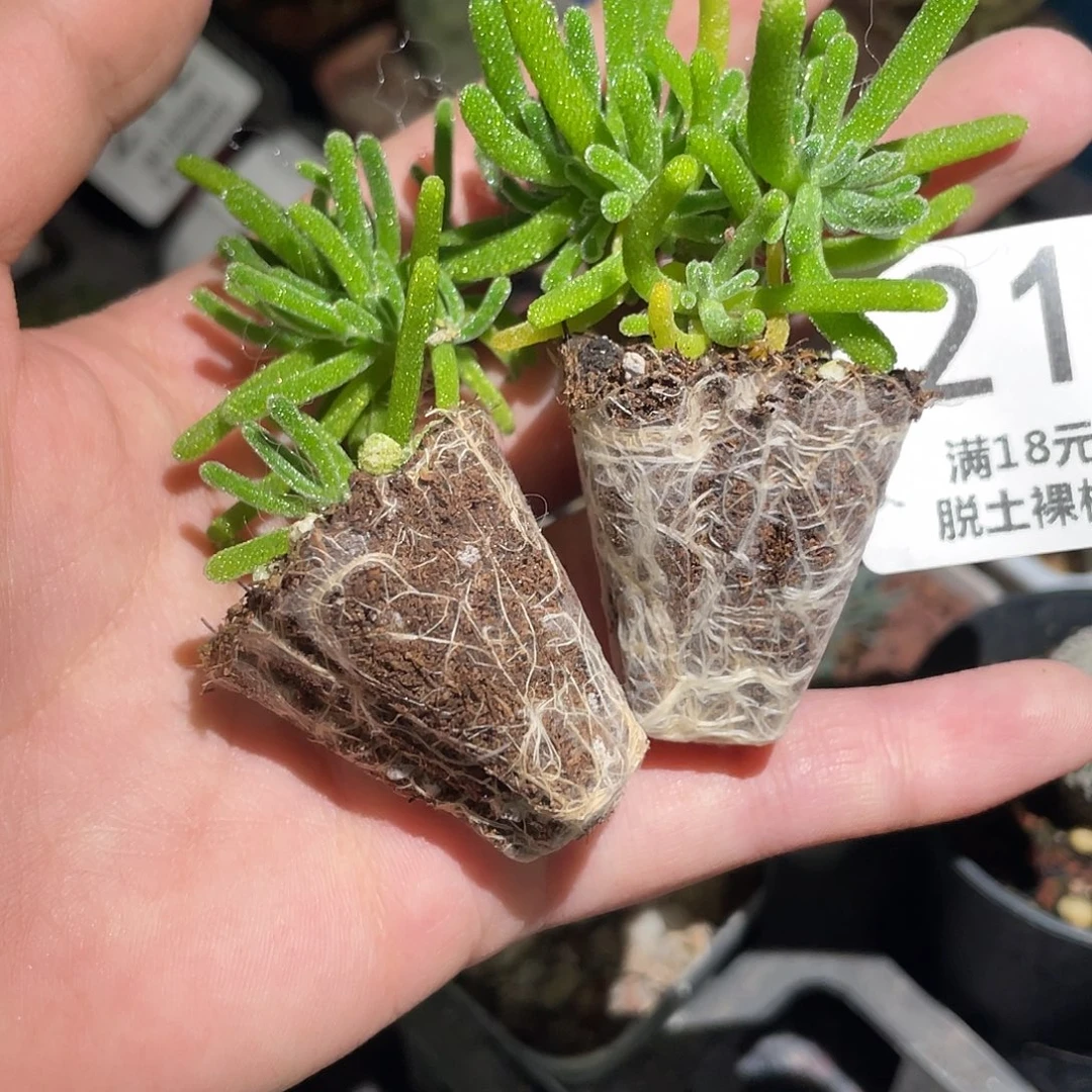 5元6颗冰晶枝干番杏（满18元包邮）