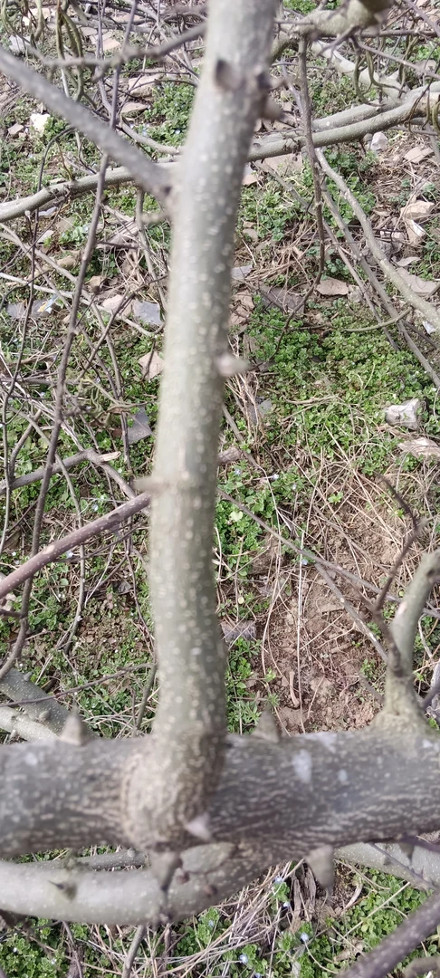 花椒树木料木DIY磨牙棒原木天然花椒木材自己手工制作花椒树原木