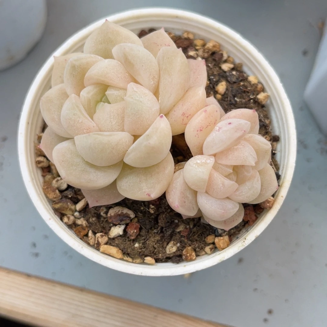 Z新品珍妮多肉福利2603