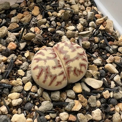 2668丽虹红连纹带盆土发货