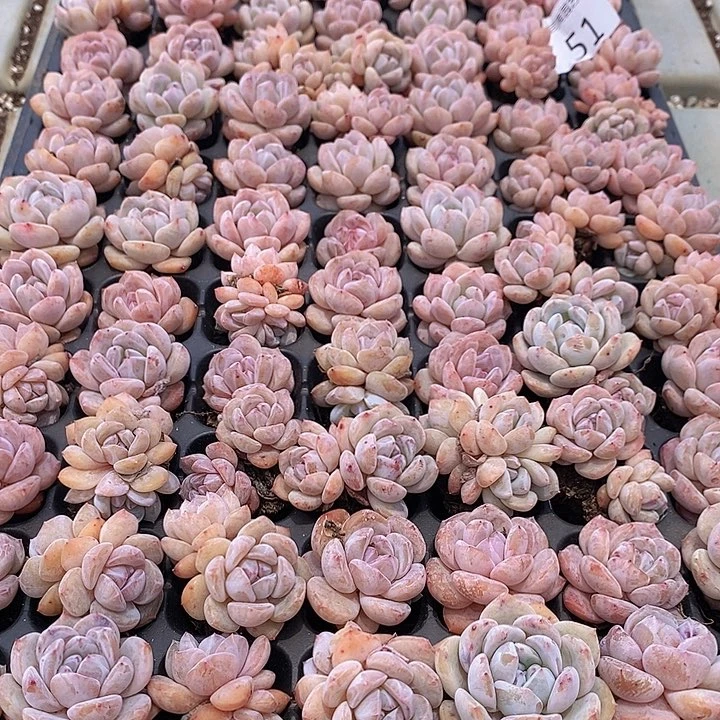 51 多肉植物盆栽花卉植物