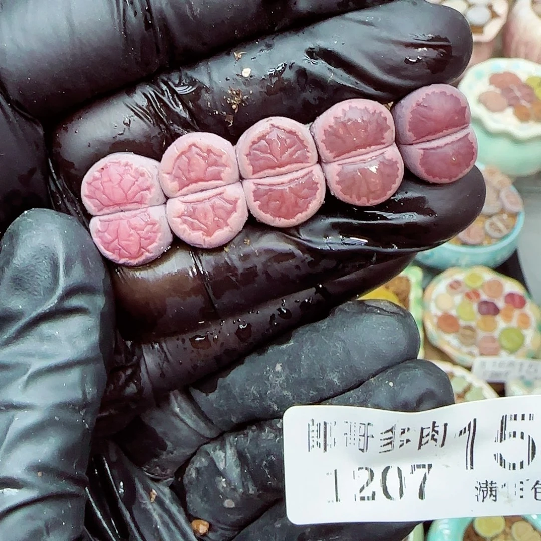 生石花满18包邮1207-154