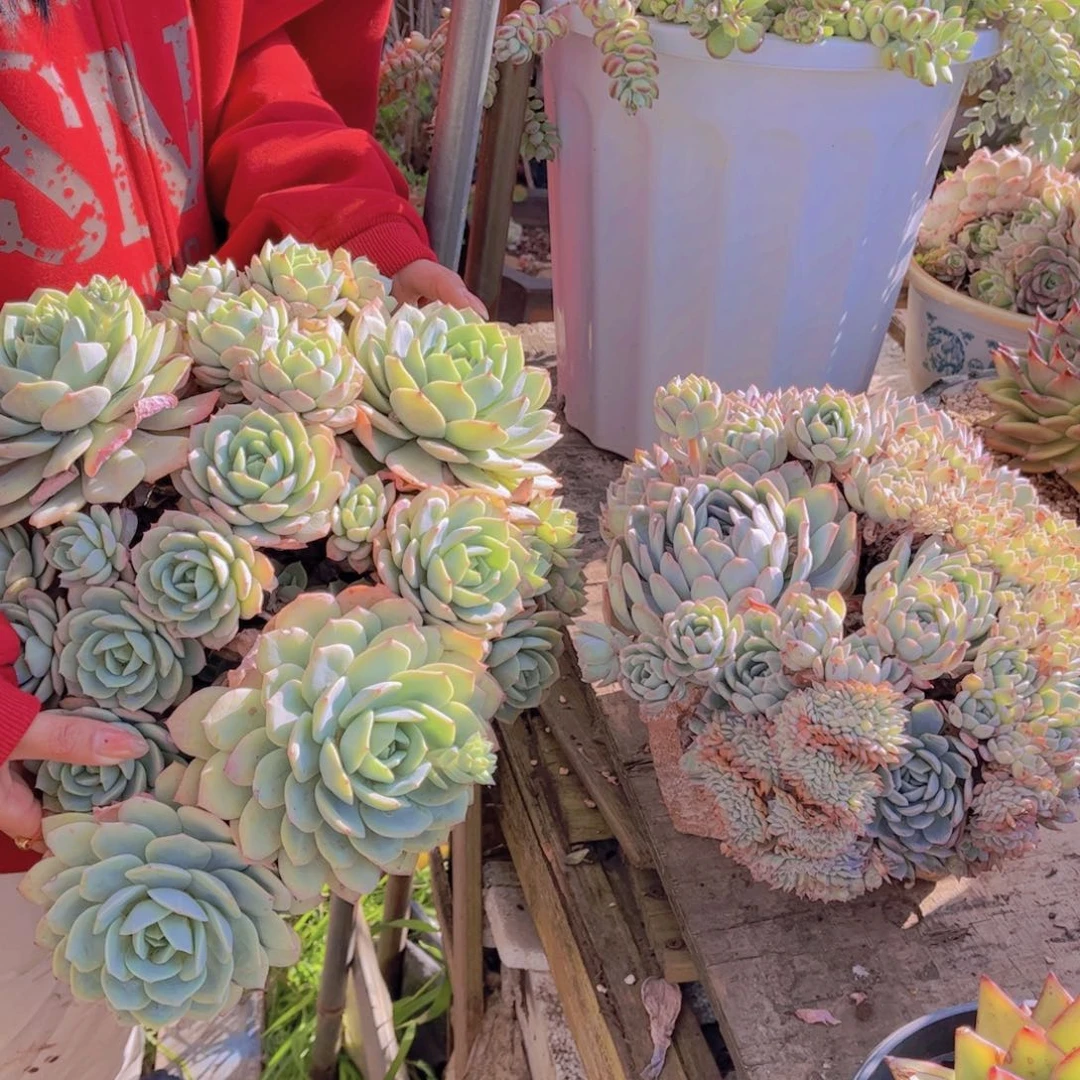 安*多肉植物组合