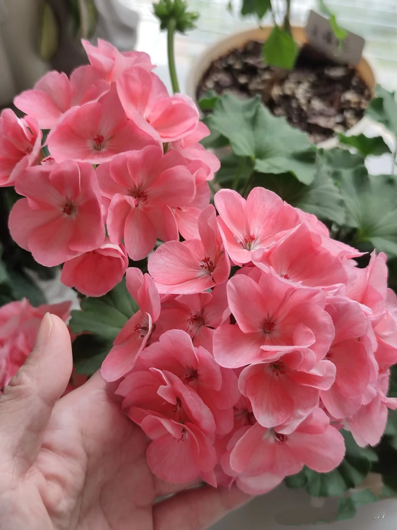 【菲舍857】直立天竺葵
