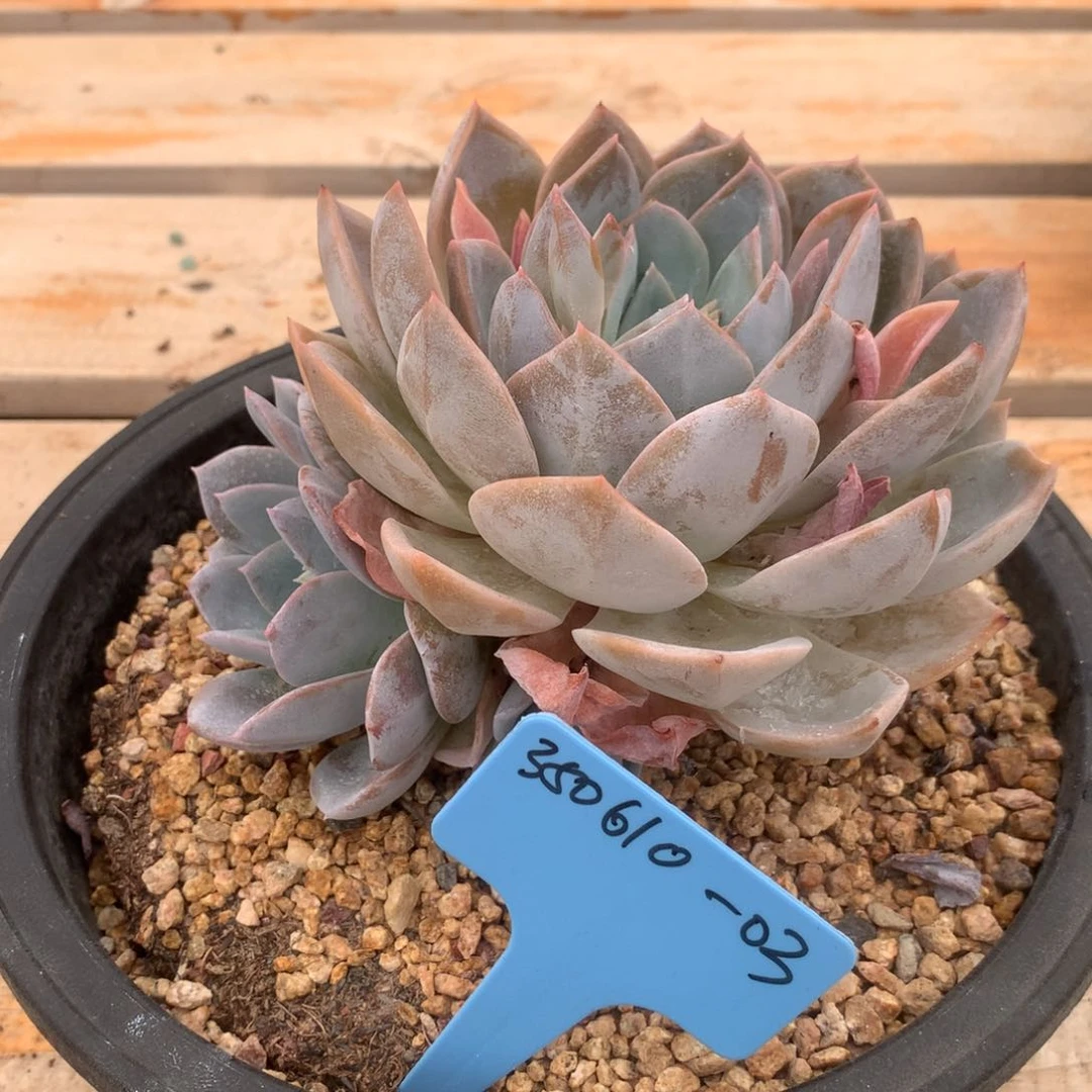 豆****?350610-03白茶