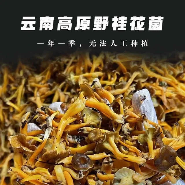 云南特产高原野生桂花菌鸡油菌今年新货自然晒干 干菌菇料