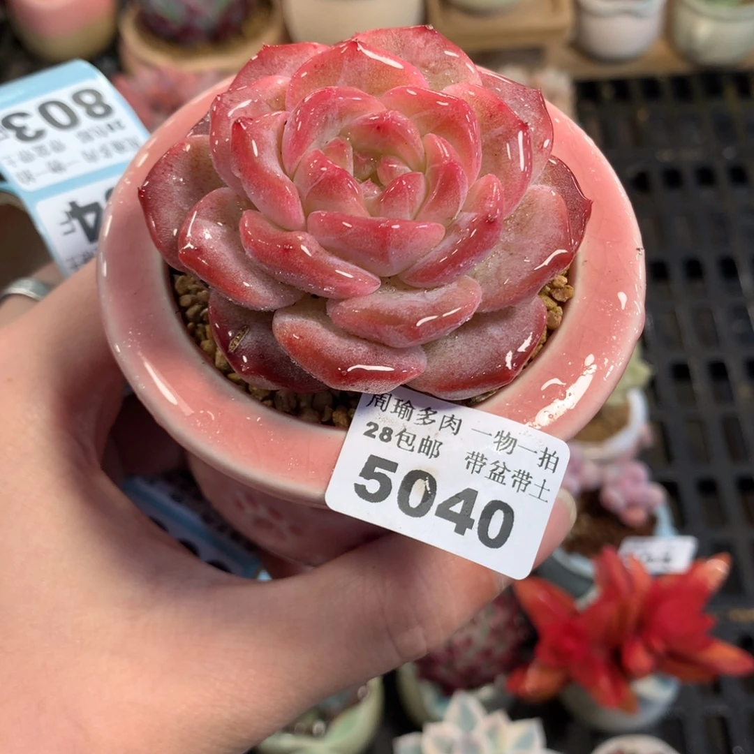 5厘米盆精控多肉5040