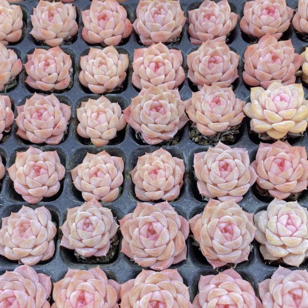 828号开播福利冰透糖心纯爱单头八个