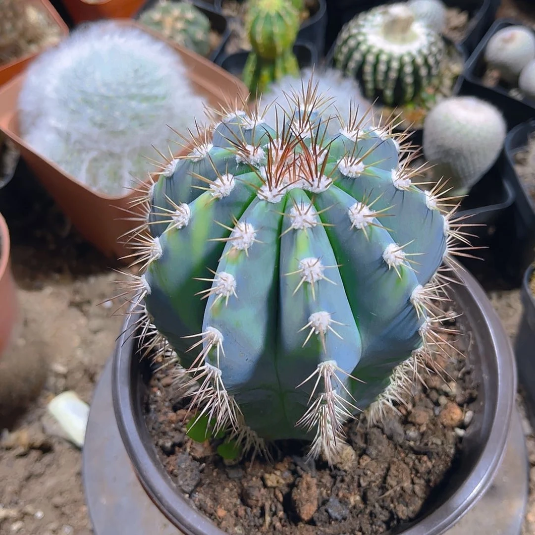 蓝云一一一一一一一