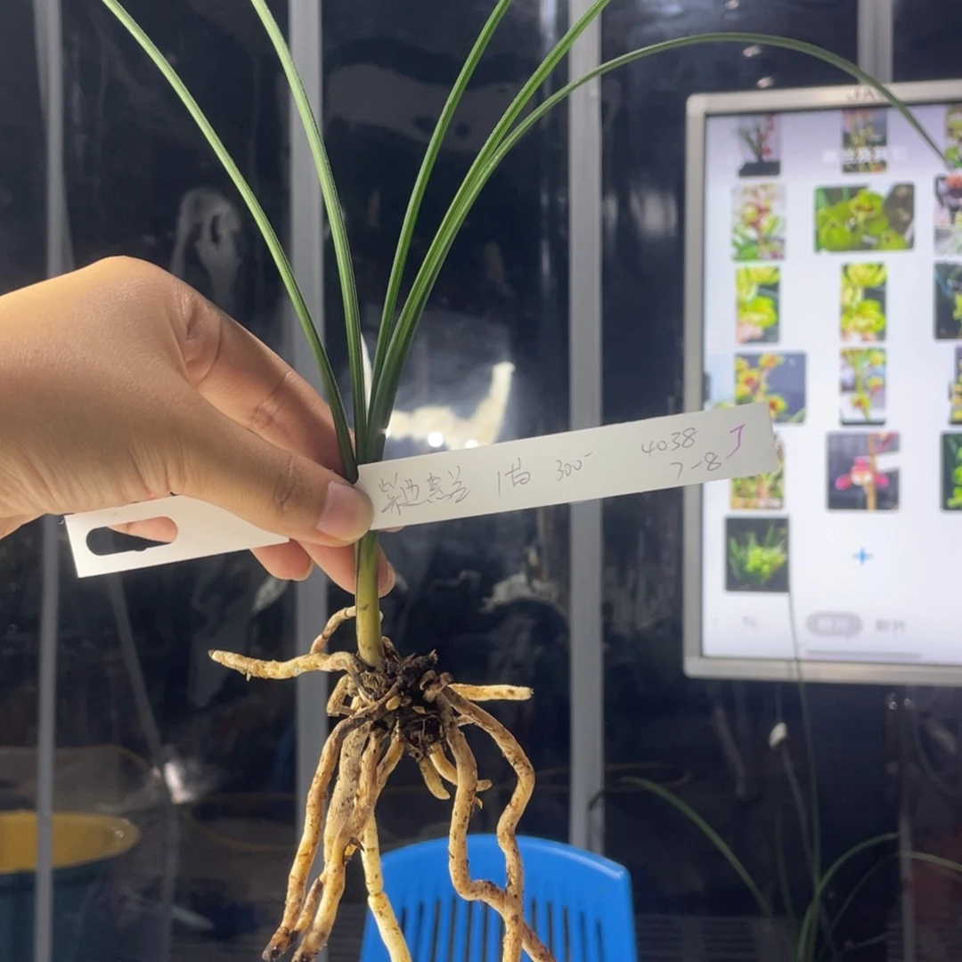 碧***山完全开放紫边惠兰1苗寄养