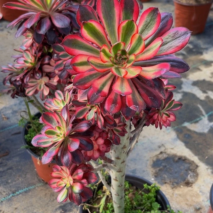 458多肉植物一物一拍