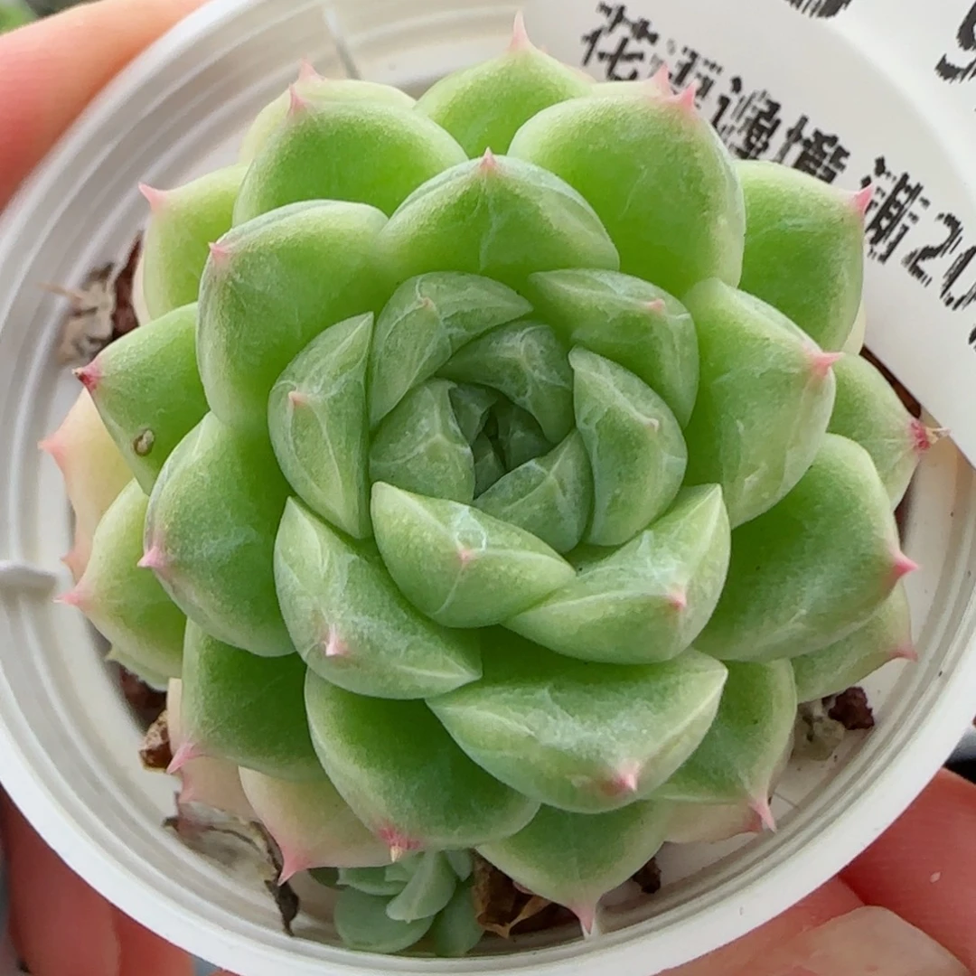 花语逸镜0902-183