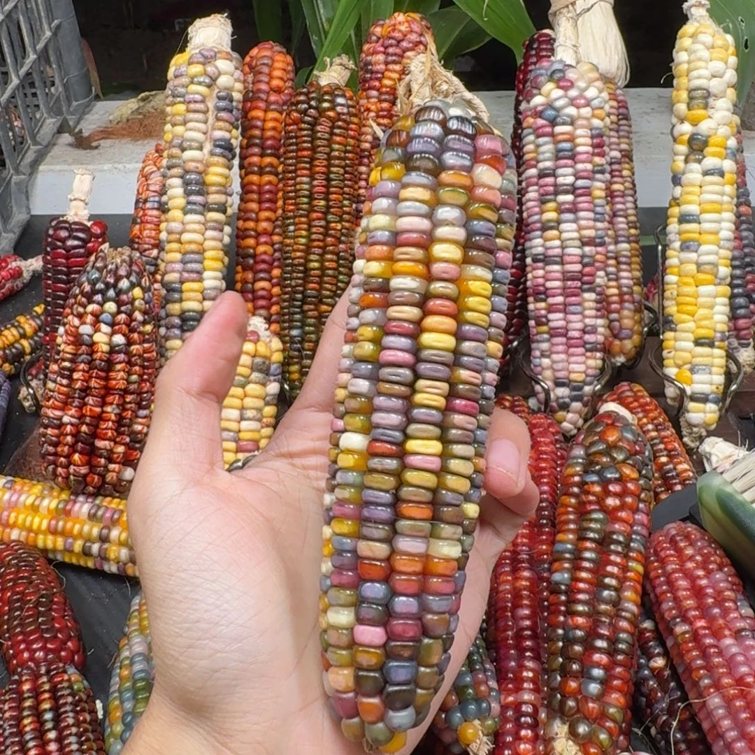 紫***苏吊坠柏香籽/百香籽