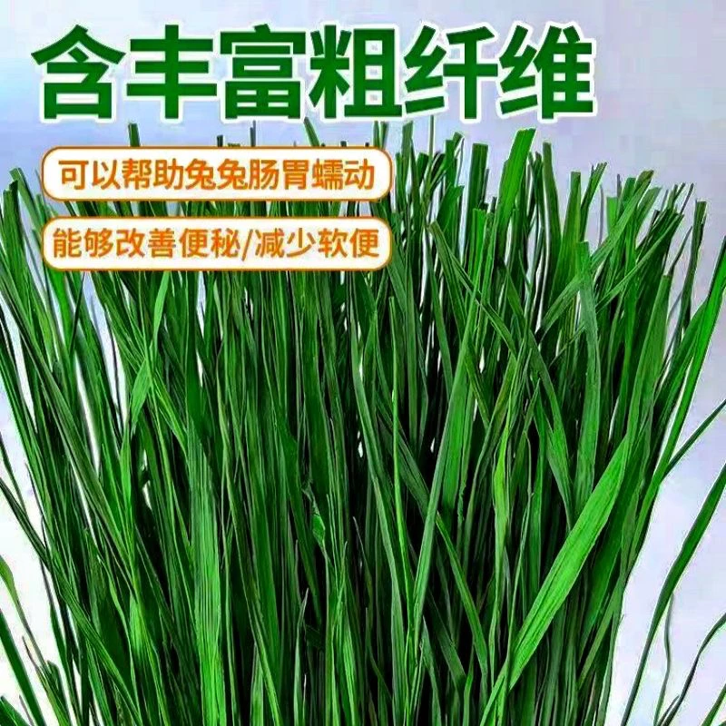 烘干精品提摩西干草龙猫豚鼠兔子荷兰猪实用主粮草