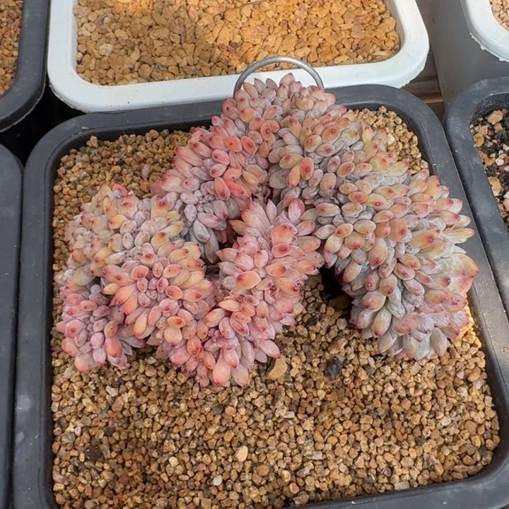 多肉植物橙子树缀