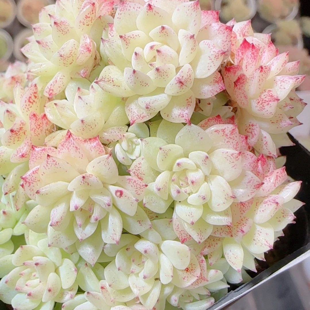 花语逸镜1114-290散