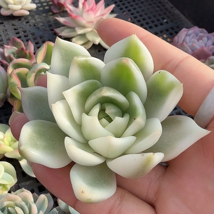 灵魂锦 主头无替品