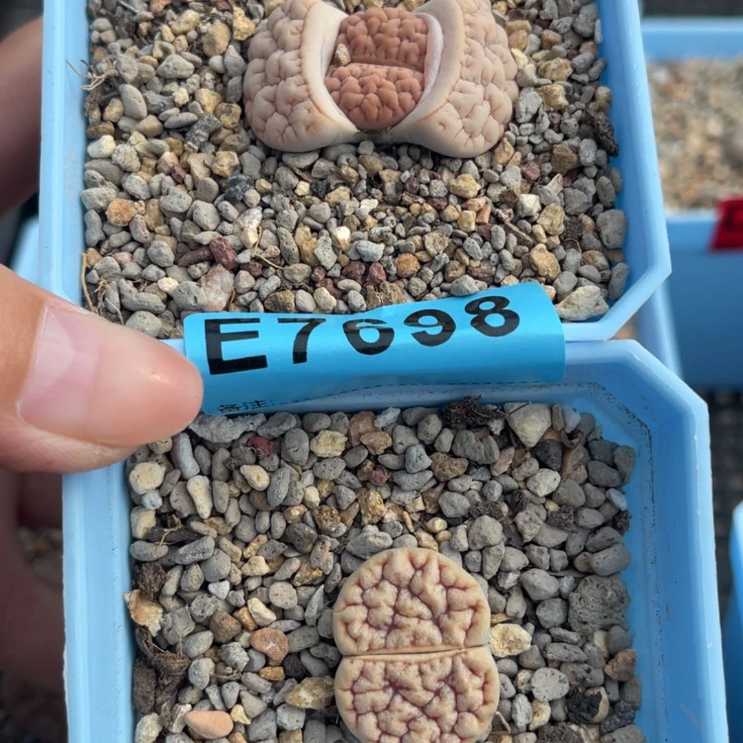 悟***问7698荒2上73下15。
