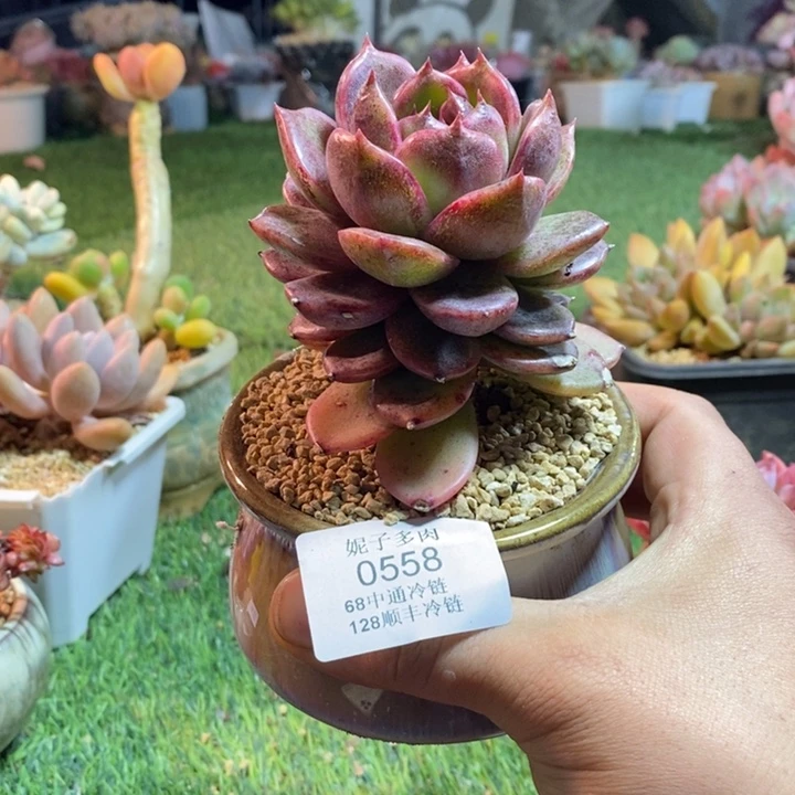 0558啊啊啊啊啊啊啊啊啊啊