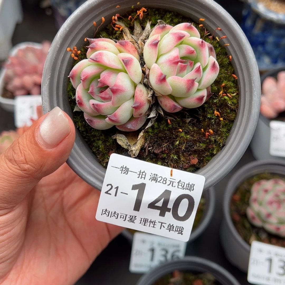 吉娃娃不包整多肉多肉