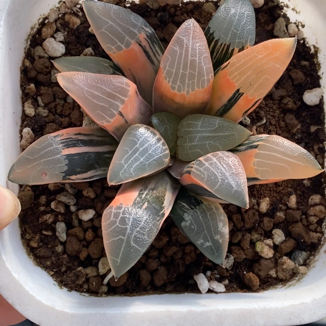 361号实生糊斑克锦多肉植物