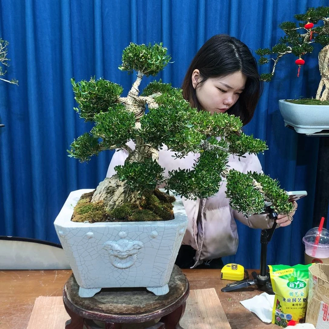 黄杨盆景一物一拍新****漆