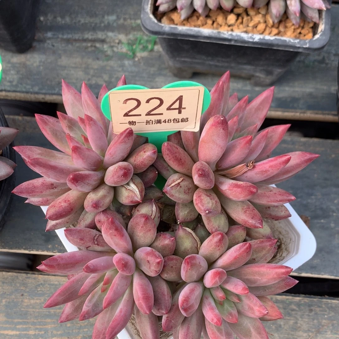 虞美人羽毛纹彩体224