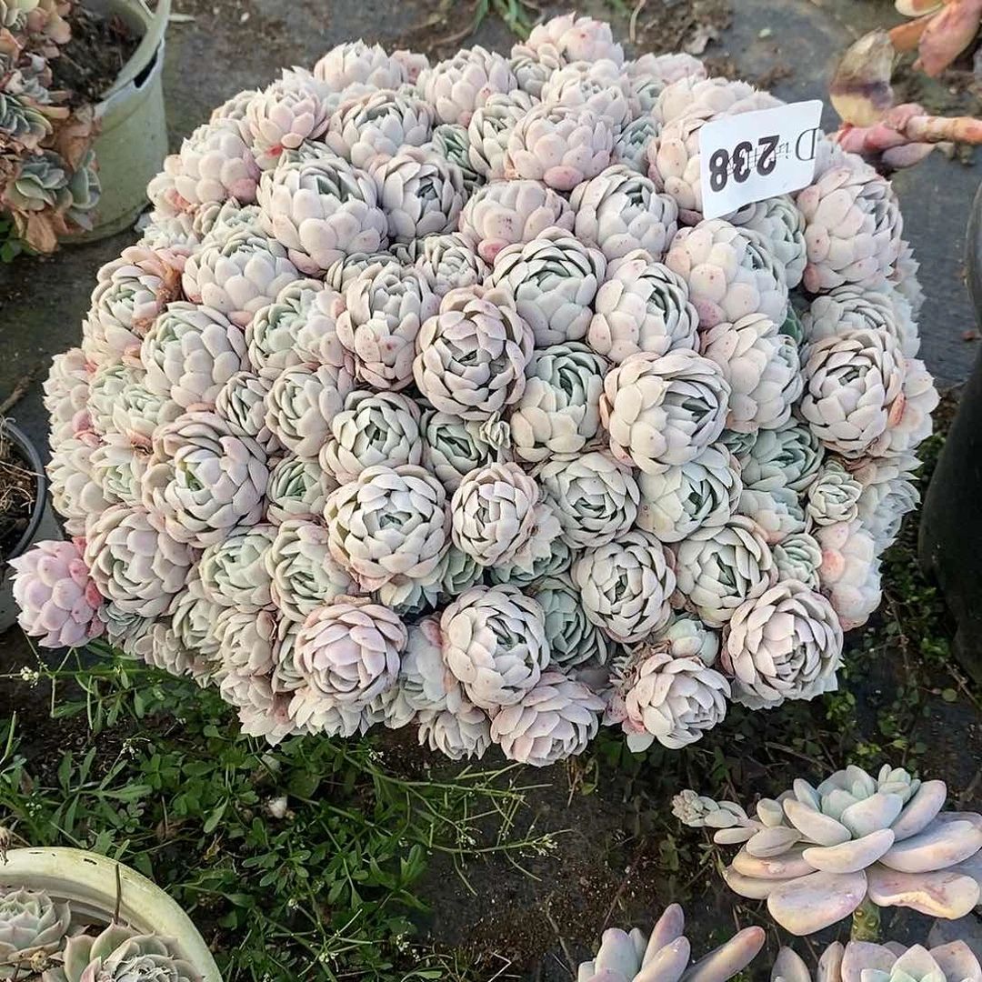 南****菜238冰梅多肉植物