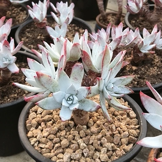 韩货刘丹仙女棒杯