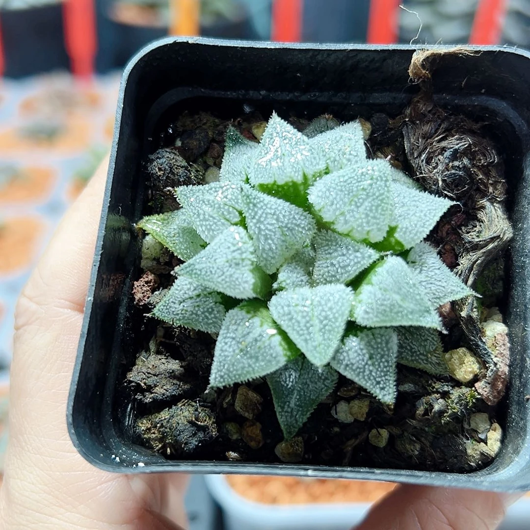 十二卷多肉特毛羽