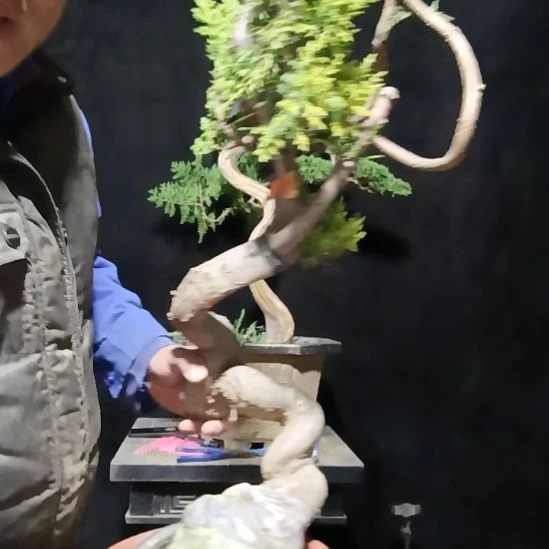 霜***轩无花朵好好好好好