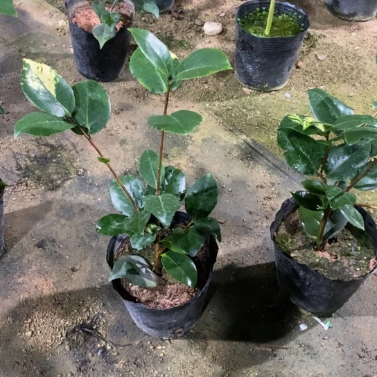 当前无花栽培后可以开花