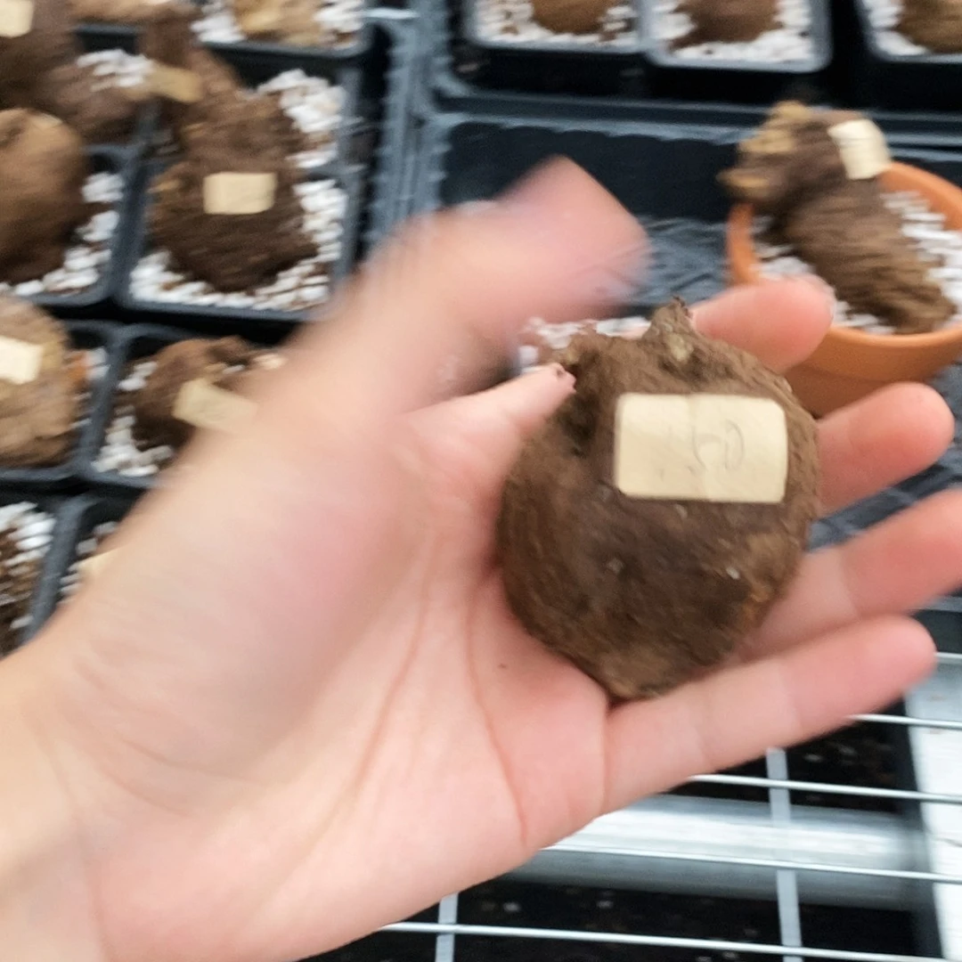 鹏***鹏一叶龟145一物一拍