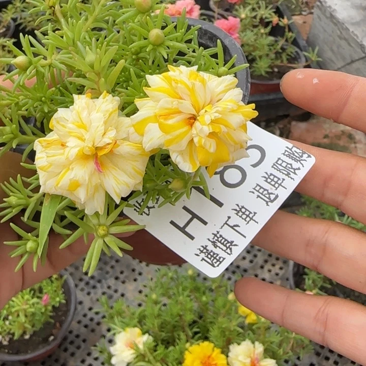 无花朵H183超小苗盆口10cm可能有菜虫