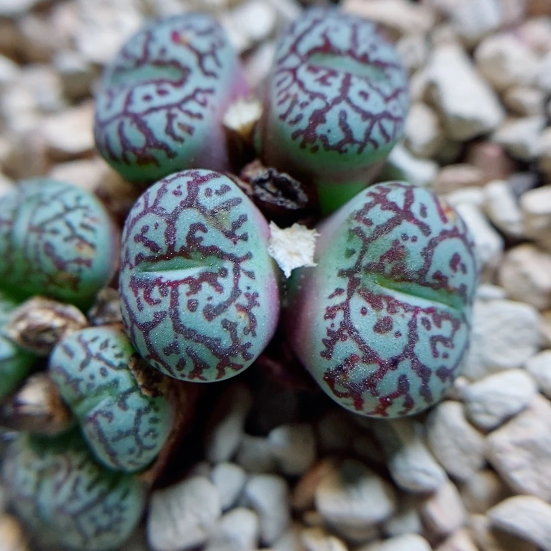 生石花花花花花花花花612