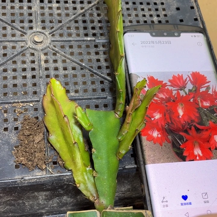 当前无花栽培后可以开花18