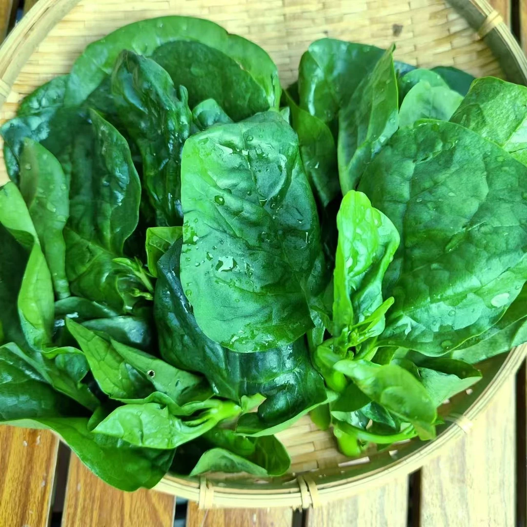 木耳菜新鲜现摘软浆叶豆腐菜江苏特产农家自种时令蔬菜火锅菜