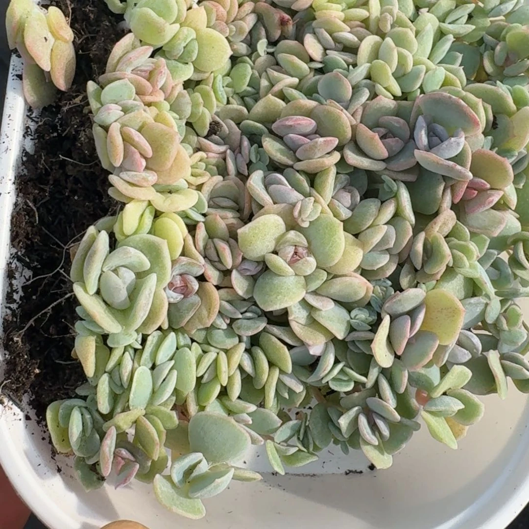 如图糖心系雪花酥切糕一份不售后