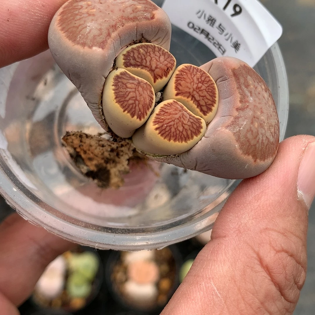 X19多肉植物保护