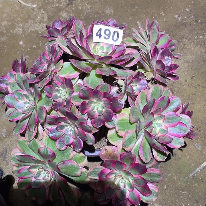 多肉植物断枝不包490云荷