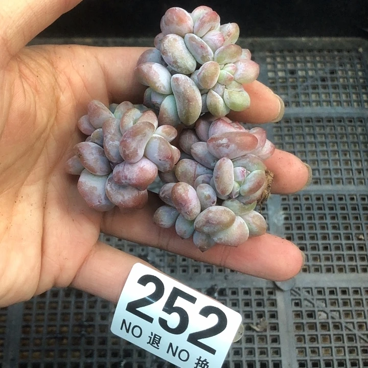 星影石榴籽福利出咯 252