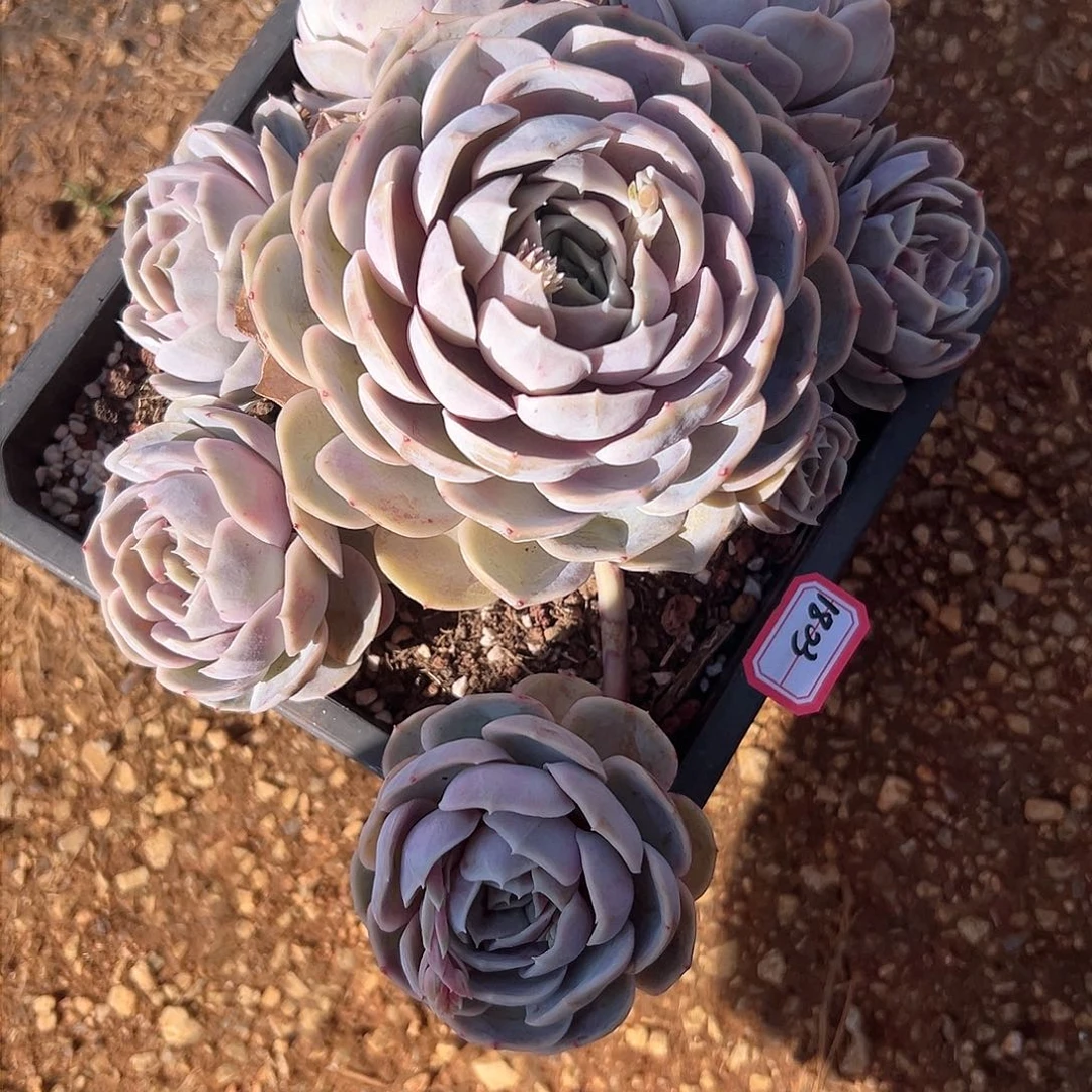 苏*?蓝色惊喜多肉1803