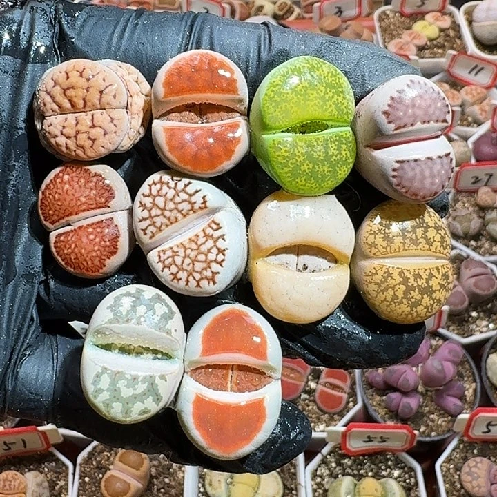 生石花233:：：。  581